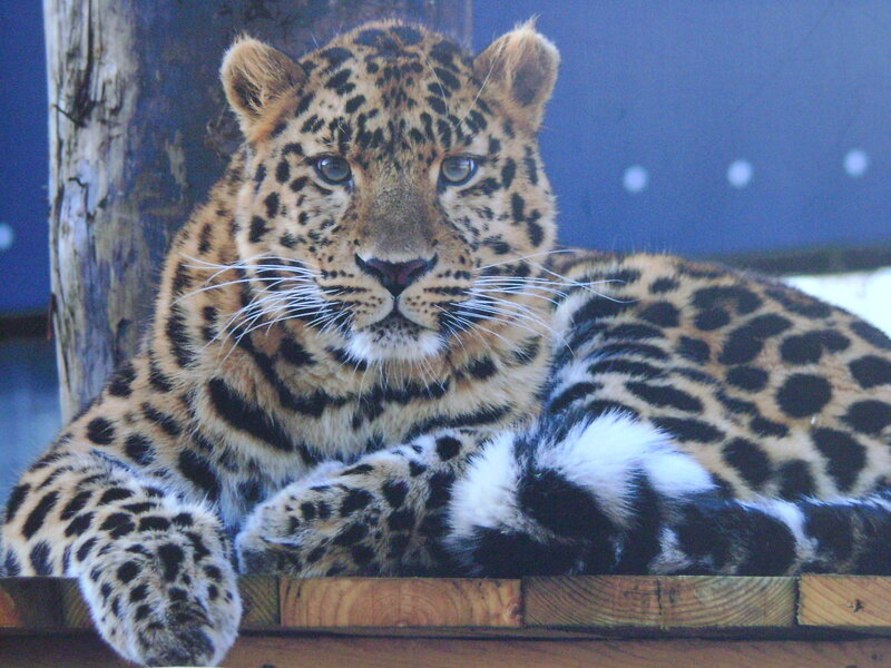Leopard Lying Down — Brown, Calm, Photograph, Wooden Platform