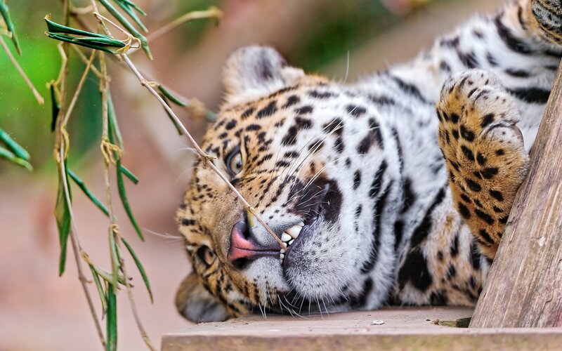 Leopard Lying Down — Brown, Calm, Photograph, Wooden Structure