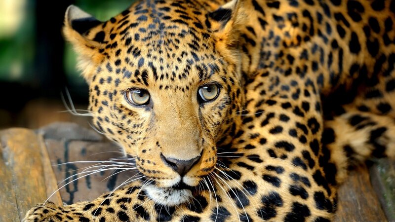 Leopard Lying Down — Brown, Calm, Photograph, Wooden Surface