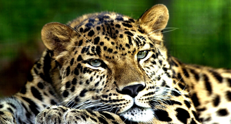 Leopard Lying Down — Brown, Calm
