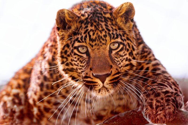 Leopard Lying Down — Brown, Intense, Photograph, Whiskers