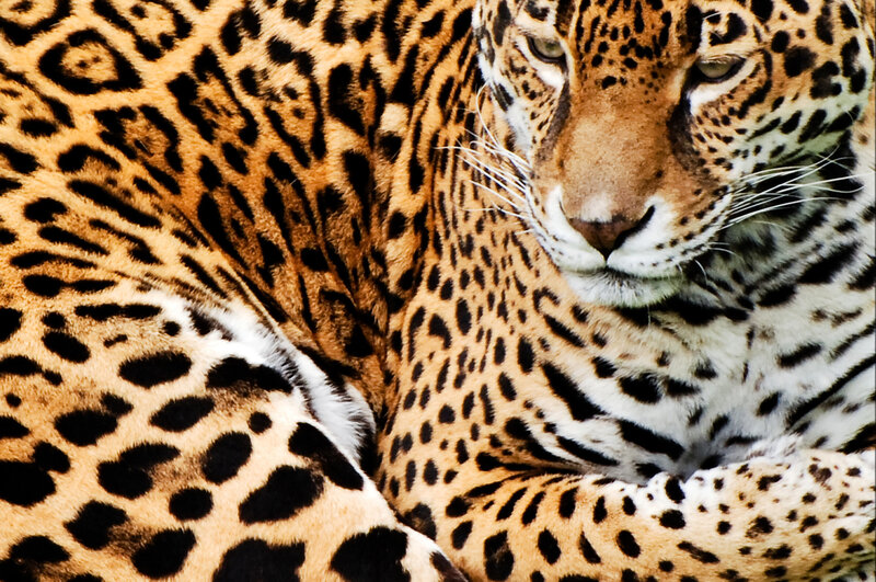 Leopard Lying Down — Brown