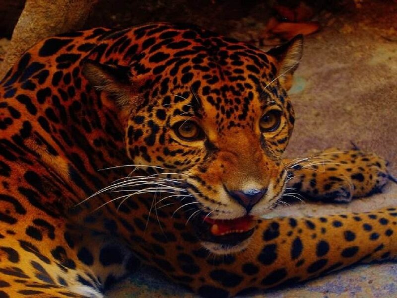 Leopard Lying Down — Orange, Alert
