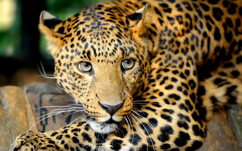 Leopard Lying Down — Yellow, Calm