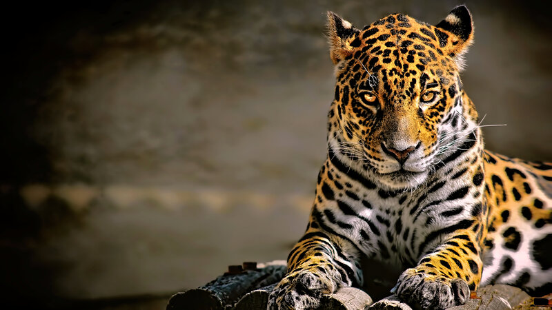 Leopard Lying Down — Yellow, Intense
