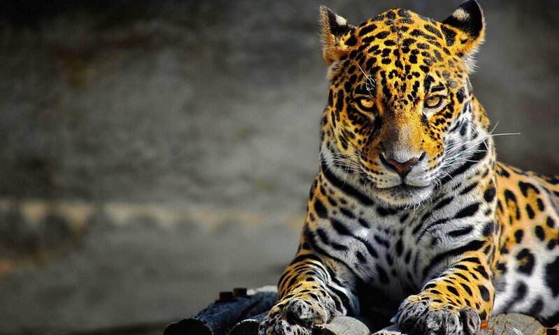 Leopard Lying Down — Yellow