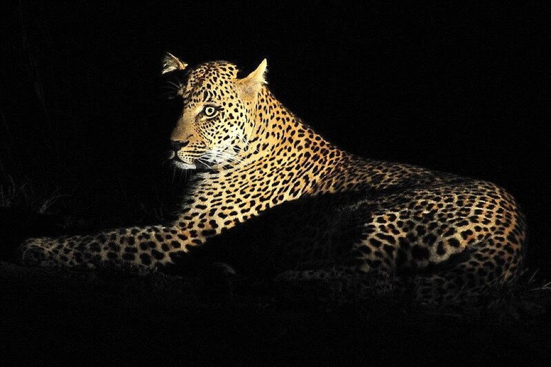 Leopard Lying in Darkness