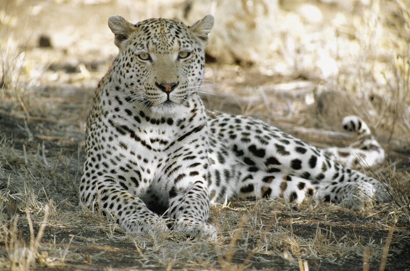 Leopard Lying in Grass — Brown, Calm, Afternoon, Photograph
