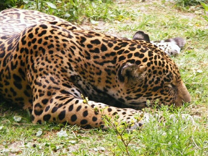 Leopard Lying in Grass — Brown, Calm, Afternoon