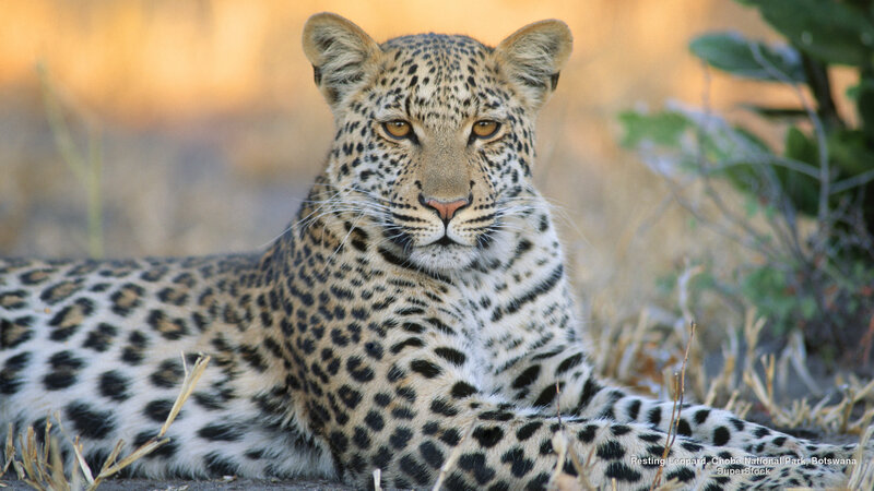 Leopard Lying in Grass — Brown, Calm, Sunset