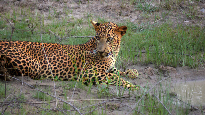 Leopard Lying in Grass — Brown, Calm