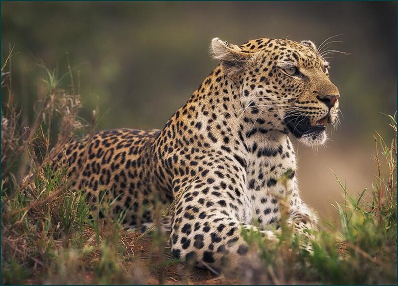 Leopard Lying in Grass — Brown
