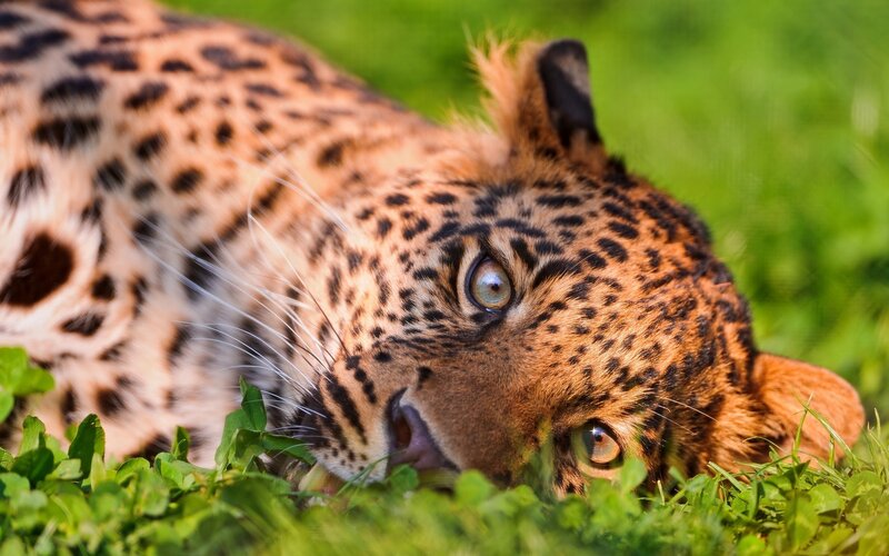 Leopard Lying in Grass — Green, Alert