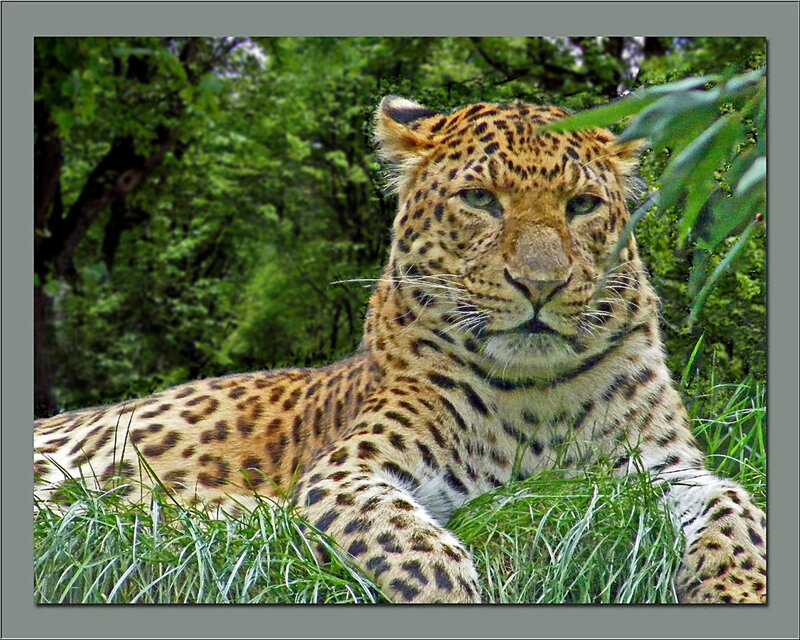 Leopard Lying in Grass — Green, Calm, Afternoon, Photograph
