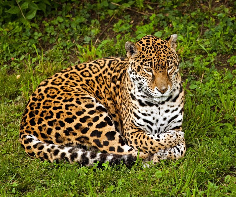 Leopard Lying in Grass — Green, Calm, Afternoon