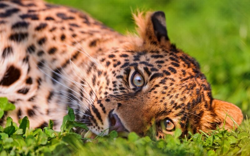 Leopard Lying in Grass — Green, Calm