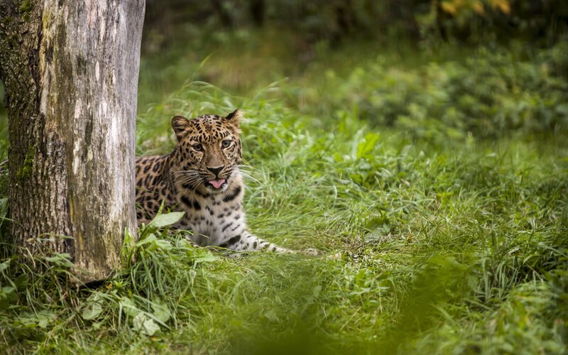 Leopard Lying in Grass — Green