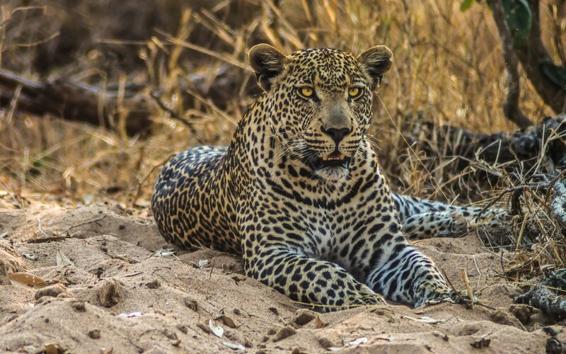 Leopard Lying in Sand — Brown, Alert