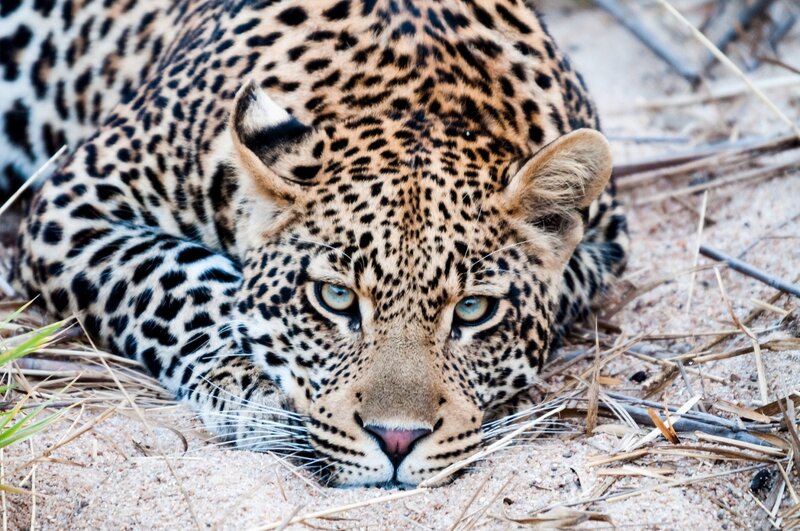 Leopard Lying in Sand