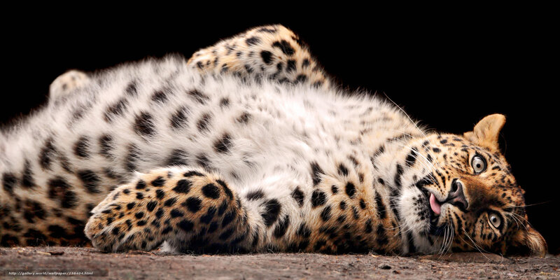 Leopard Lying on Back — Black, Dramatic