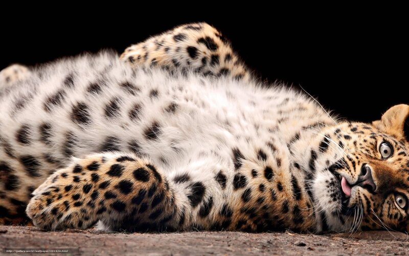 Leopard Lying on Back — Black, Relaxed, Photograph, Black Background