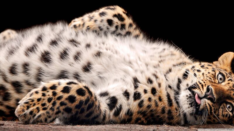 Leopard Lying on Back — Black, Relaxed, Photograph