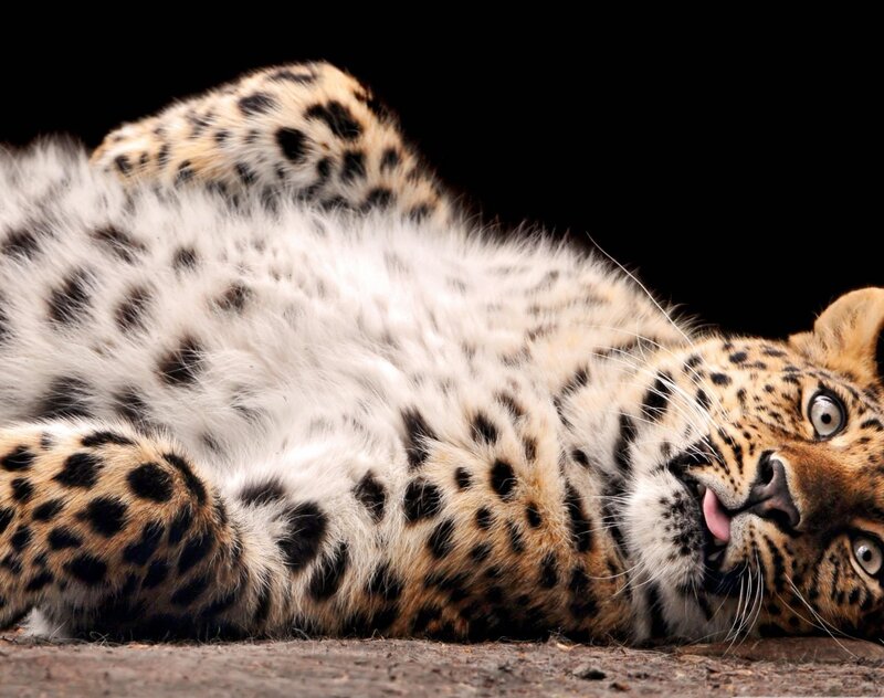 Leopard Lying on Back — Black, Relaxed