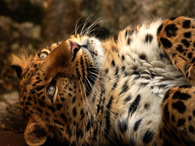 Leopard Lying on Back — Brown, Calm, Photograph
