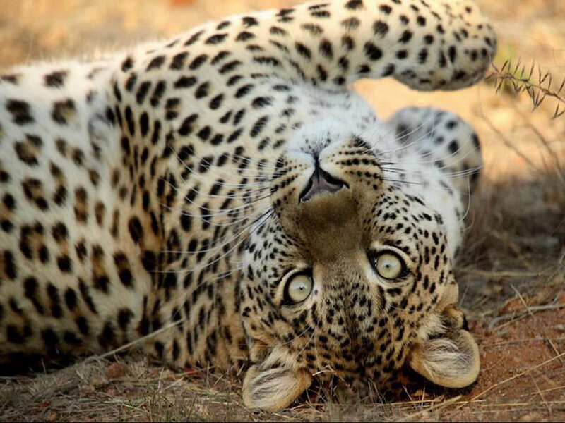 Leopard Lying on Back — Brown, Calm
