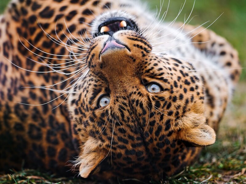 Leopard Lying on Back — Brown, Playful, Photograph, Grass