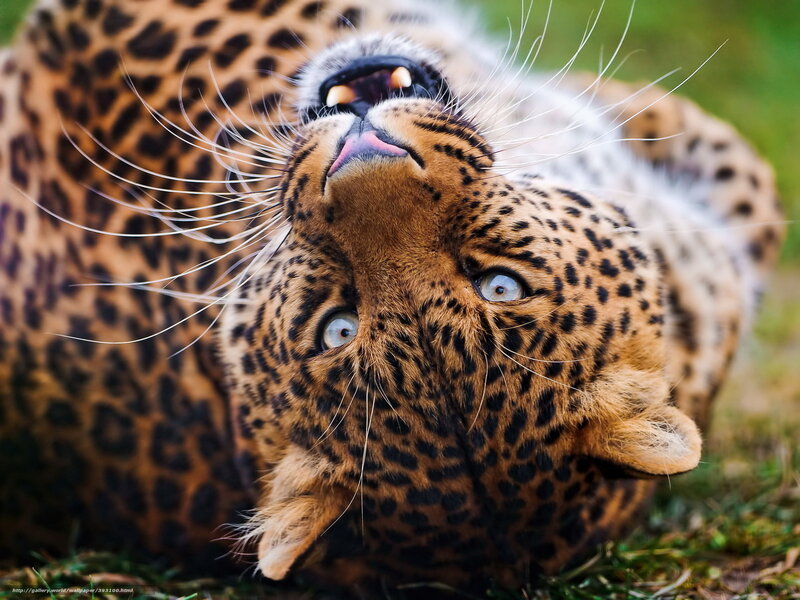 Leopard Lying on Back — Brown, Playful, Photograph