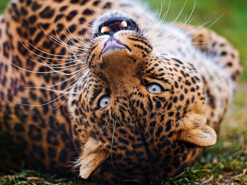 Leopard Lying on Back — Brown, Playful