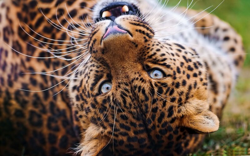 Leopard Lying on Back — Brown