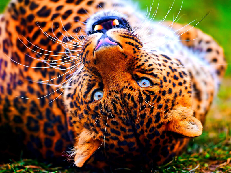 Leopard Lying on Back — Orange