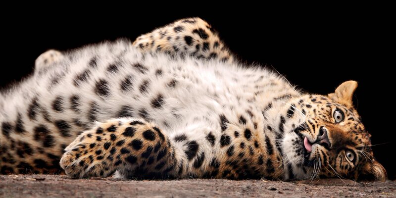 Leopard Lying on Back — Relaxed