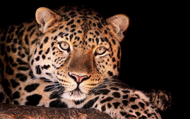 Leopard Lying on Branch — Black