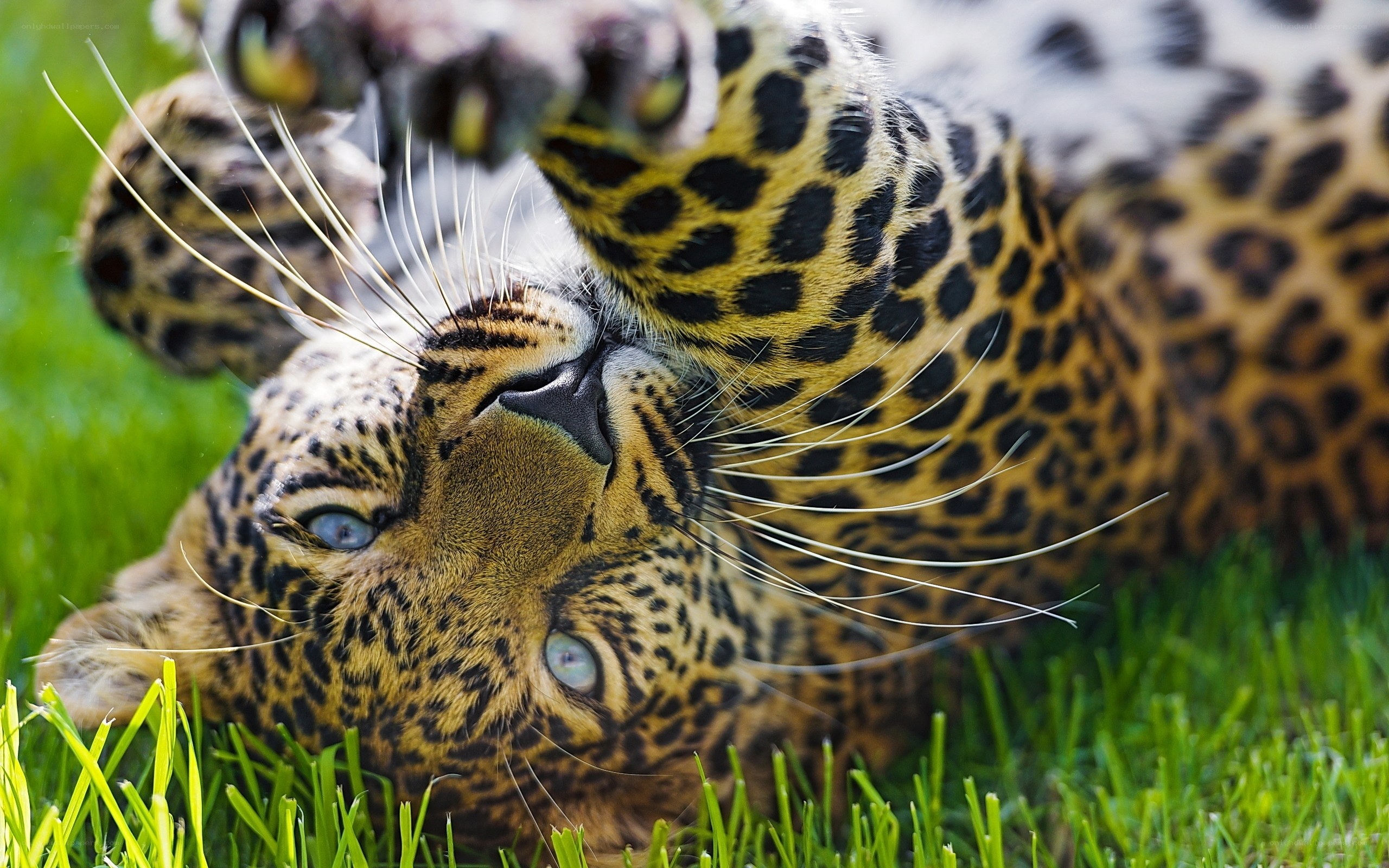Leopard lying on grass