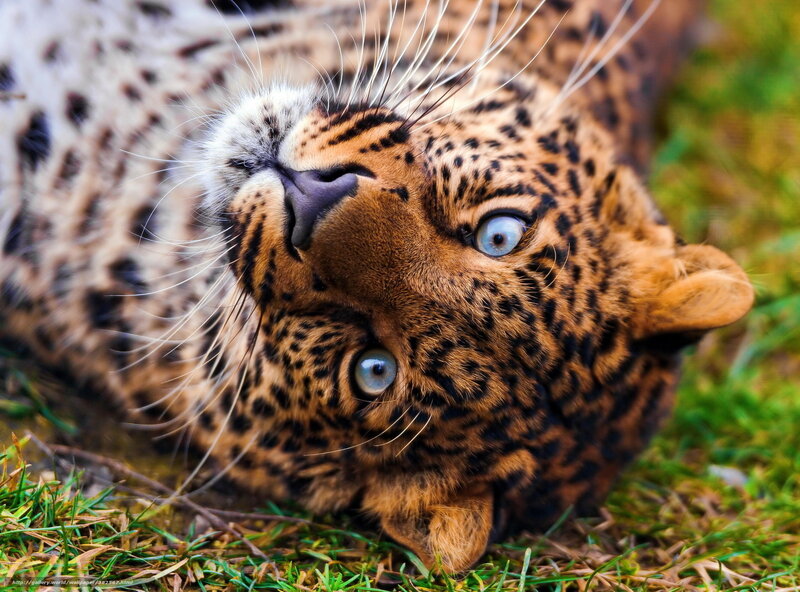 Leopard Lying on Grass — Brown, Calm, Afternoon