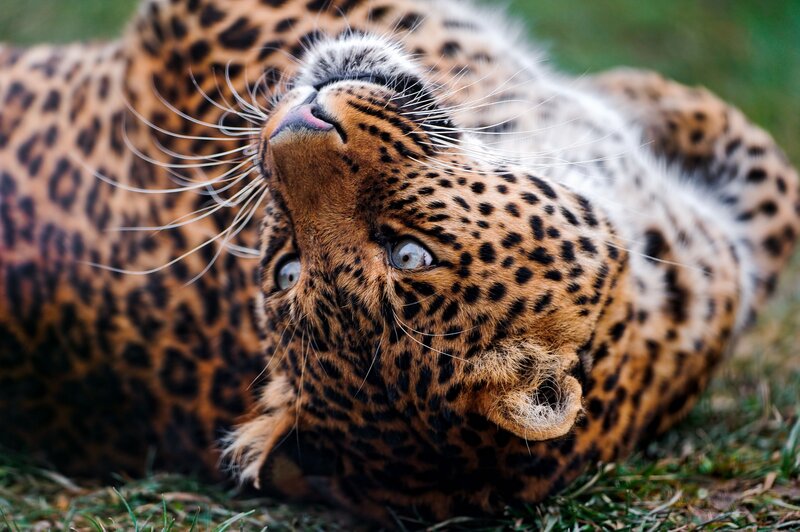 Leopard Lying on Grass — Brown, Calm, Photograph