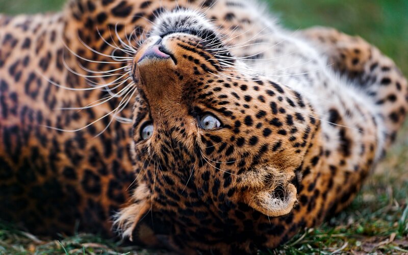 Leopard Lying on Grass — Brown, Calm