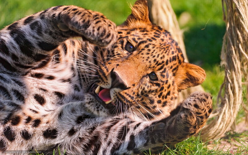 Leopard Lying on Grass — Brown, Playful