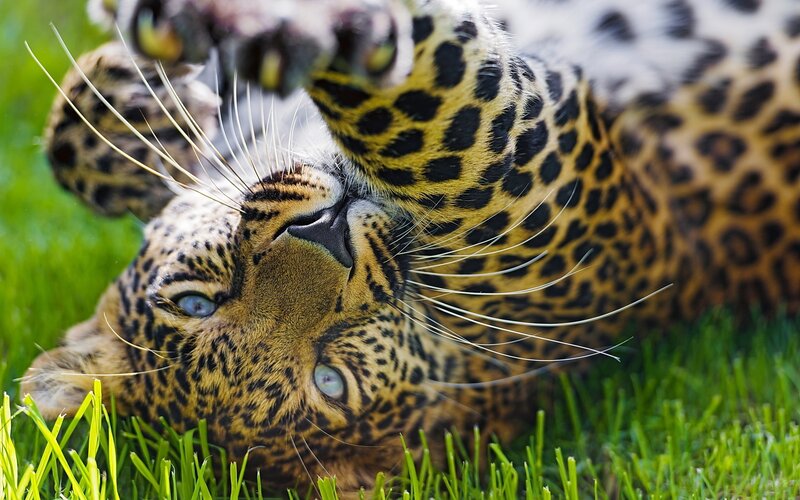 Leopard Lying on Grass — Green, Playful, Afternoon