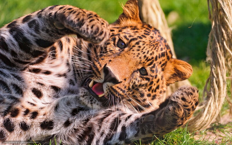 Leopard Lying on Grass — Green, Playful