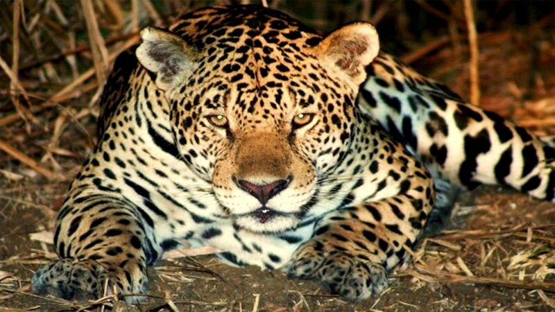 Leopard Lying on Ground — Brown, Alert, Night, Photograph