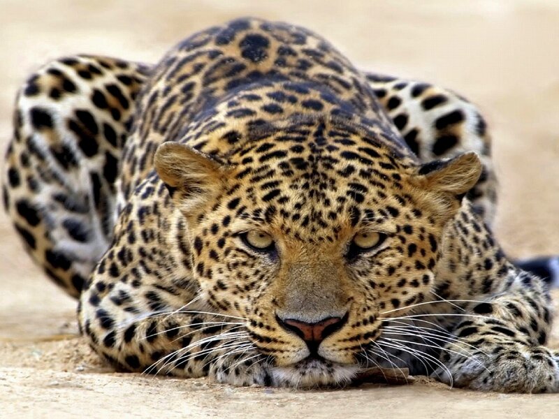 Leopard Lying on Ground — Brown, Alert, Photograph