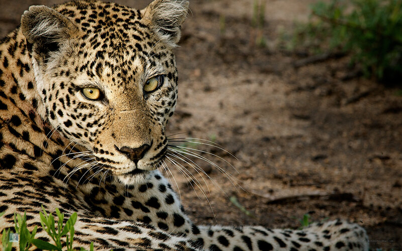 Leopard Lying on Ground — Brown, Calm, Afternoon, Photograph, Dirt