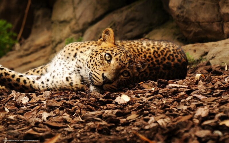 Leopard Lying on Ground — Brown, Calm, Afternoon, Photograph, Rocks