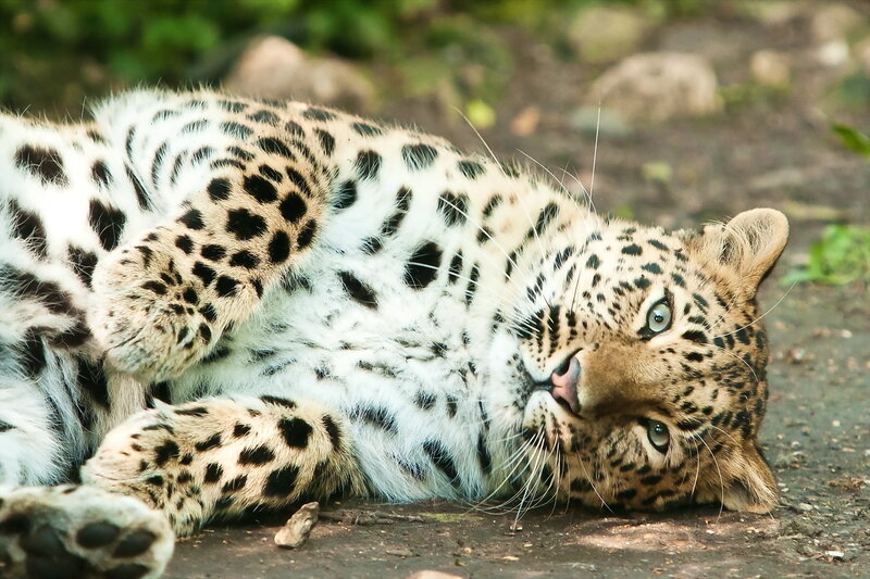 Leopard Lying on Ground — Brown, Calm, Afternoon, Photograph
