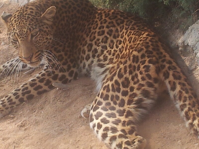 Leopard Lying on Ground — Brown, Calm, Afternoon
