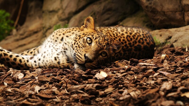 Leopard Lying on Ground — Brown, Calm, Photograph, Rocks, Mulch
